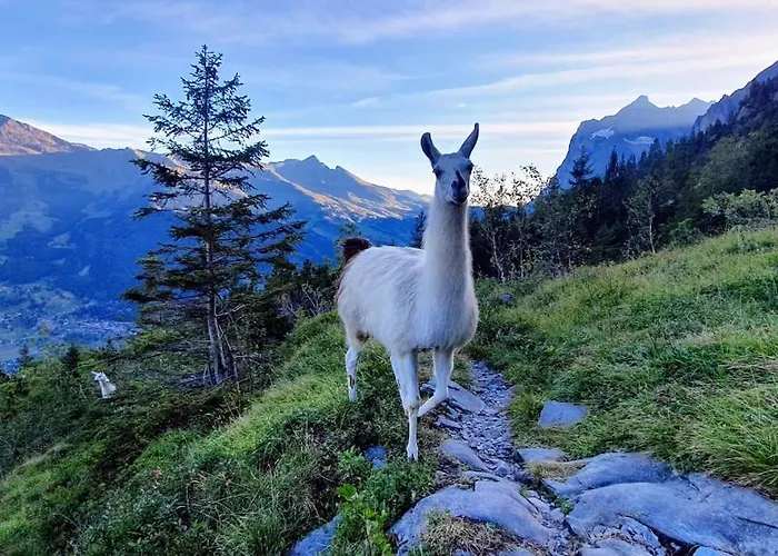 Eigernordwand Appartement *