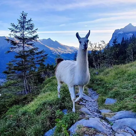 Eigernordwand Appartamento *